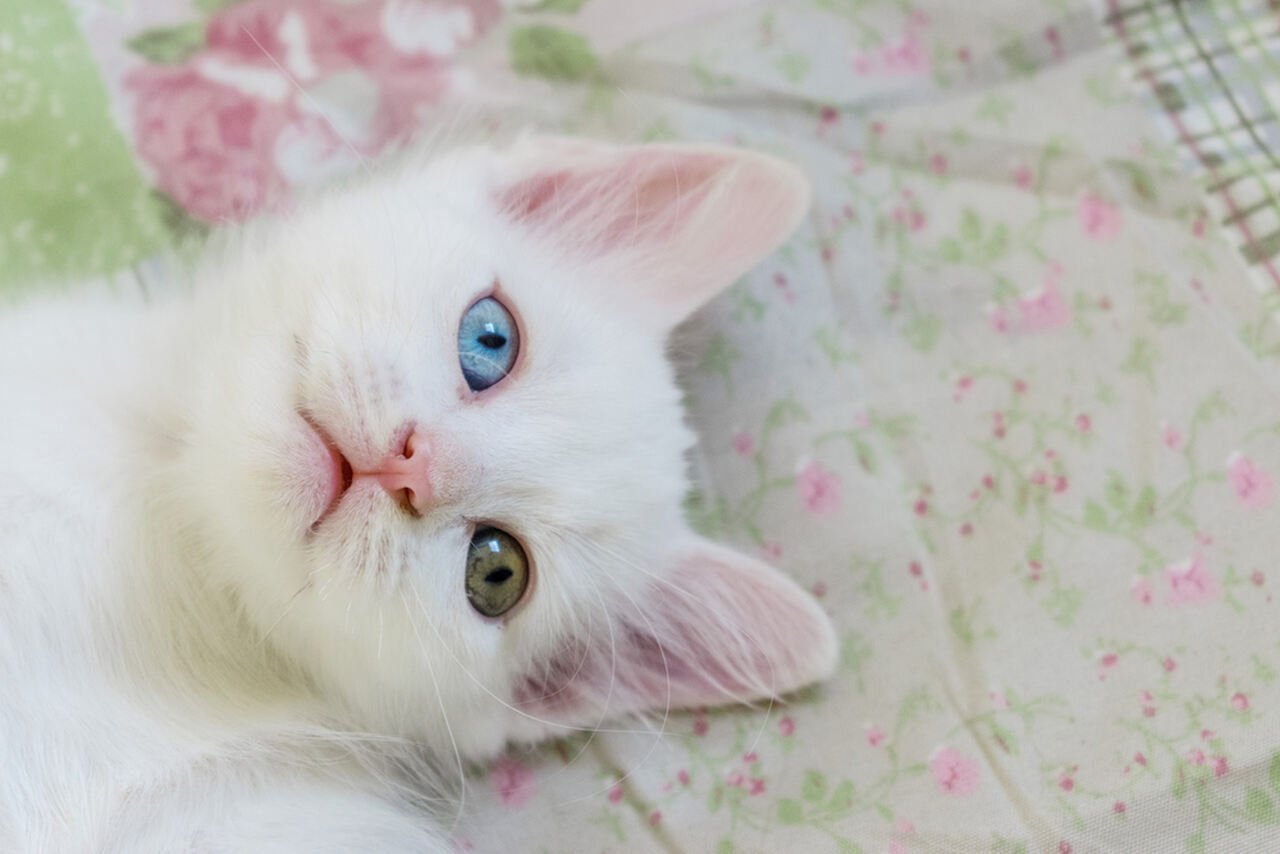 heterochromia u kota
