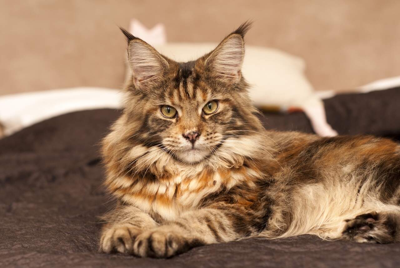 Maine Coon leżący na łóżku