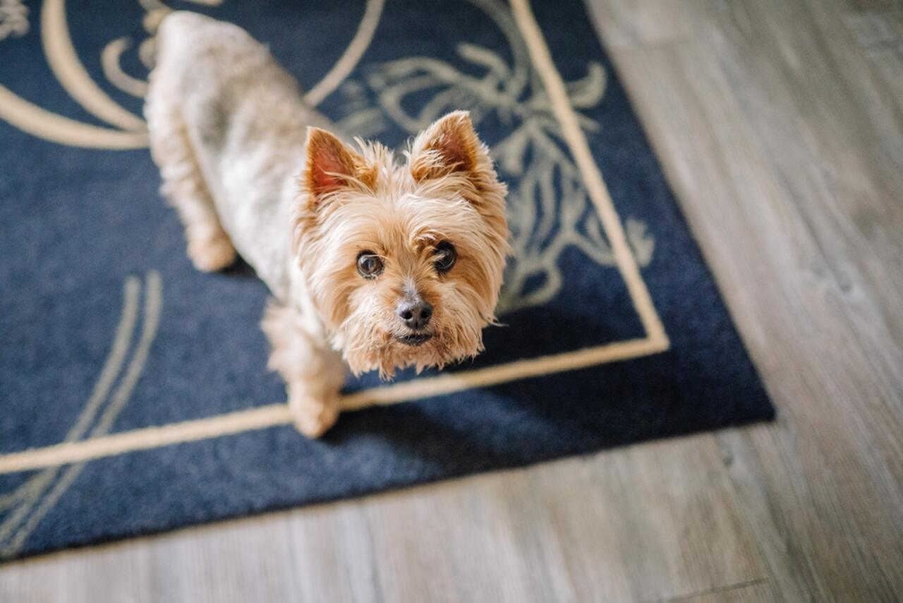 Yorkshire terrier stojący na dywanie