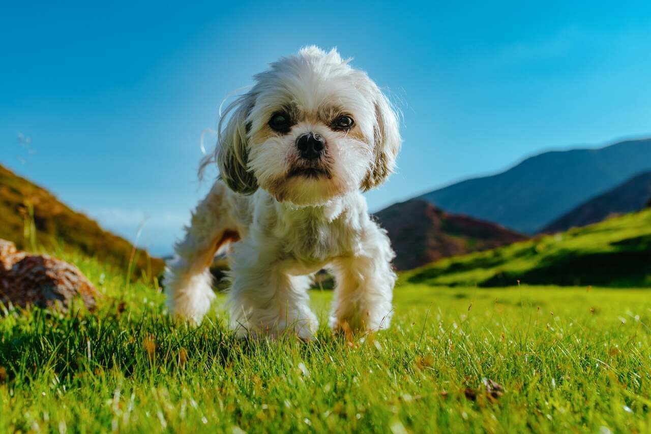 pies shih tzu na tle krajobrazu