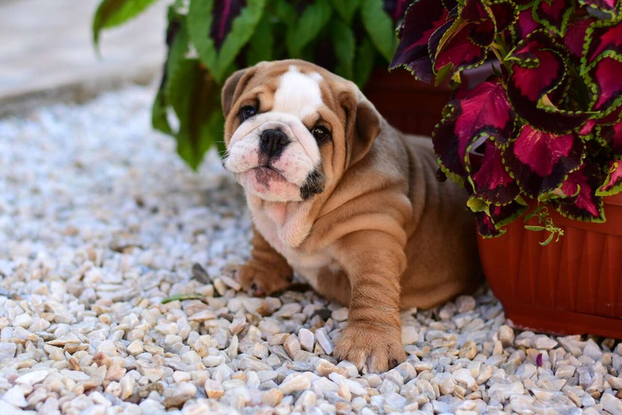 siedzący buldog angielski