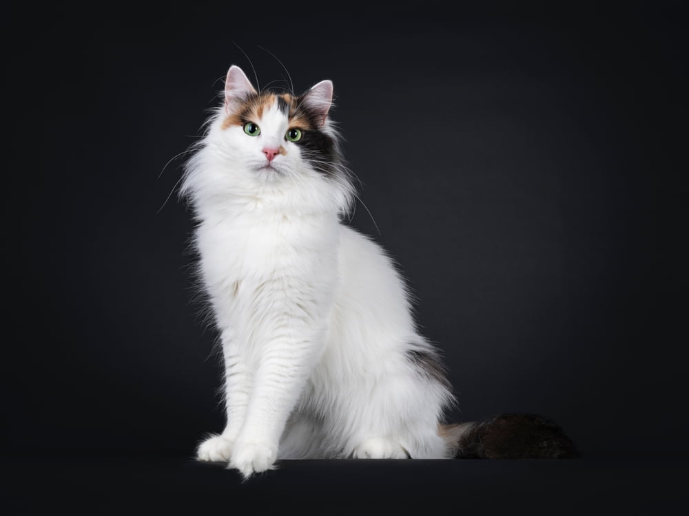 kot turecki van catter