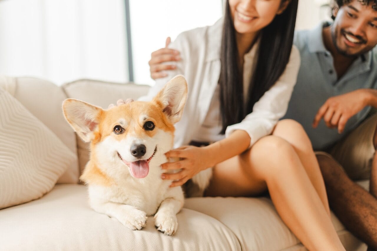 corgie leżący na kanapie