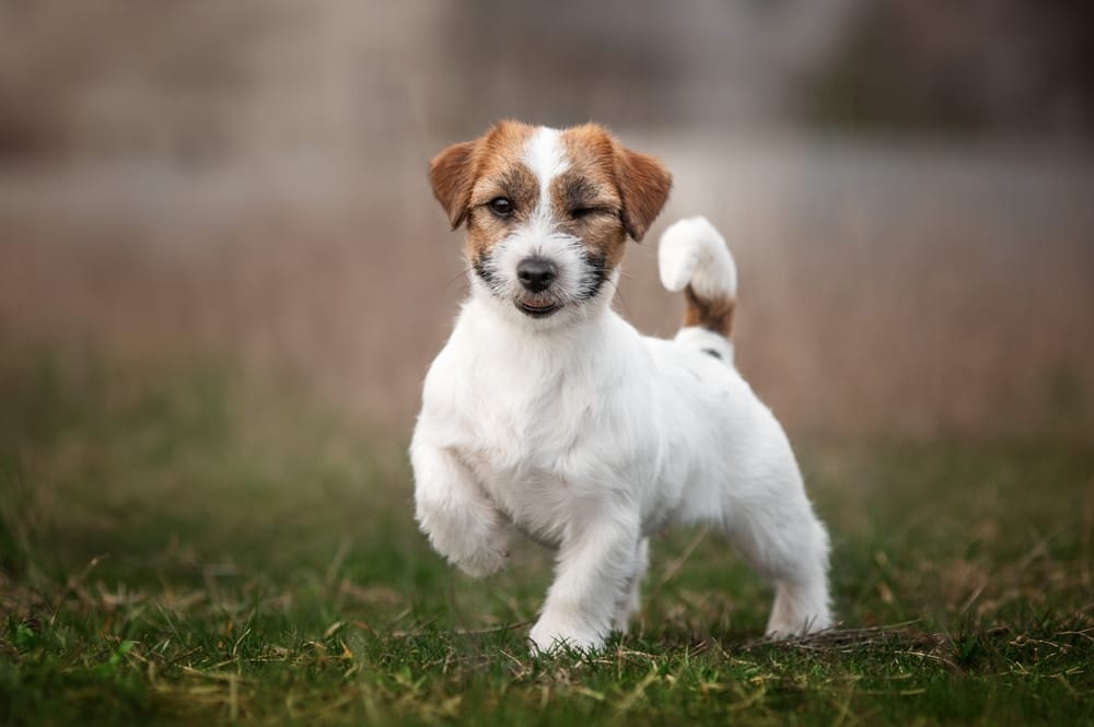 jack russell terrier