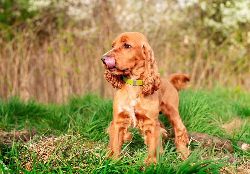 cocer spaniel angielski