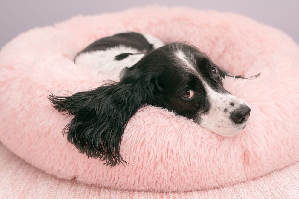 spaniel leży na legowisku